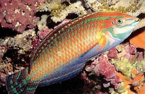 Christmas Wrasse.webp