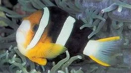 Clarks Anemonefish.webp