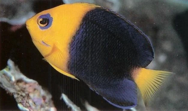 Cocos Pygmy Angelfish.webp