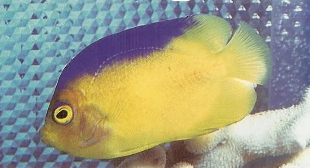 Colins Angelfish.webp