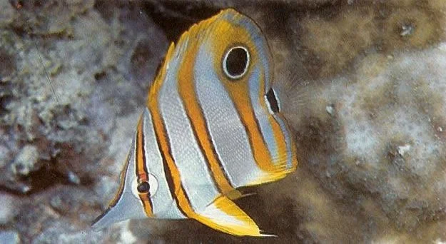 Copperbanded butterflyfish.webp