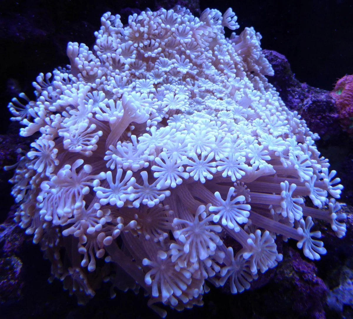 coral 1.webp