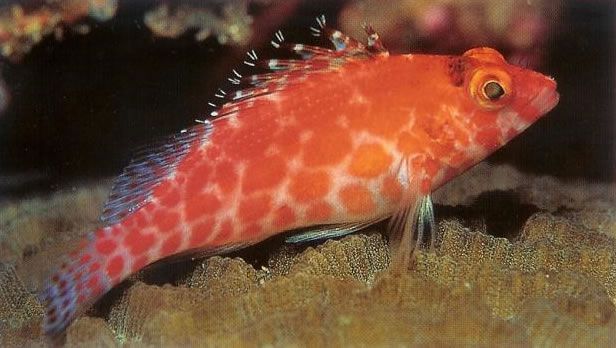 Coral hawkfish.jpg
