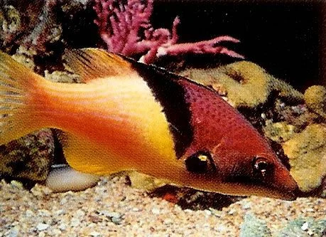 Coral Hogfish.webp