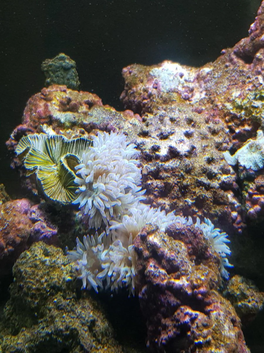 Coral not home.webp