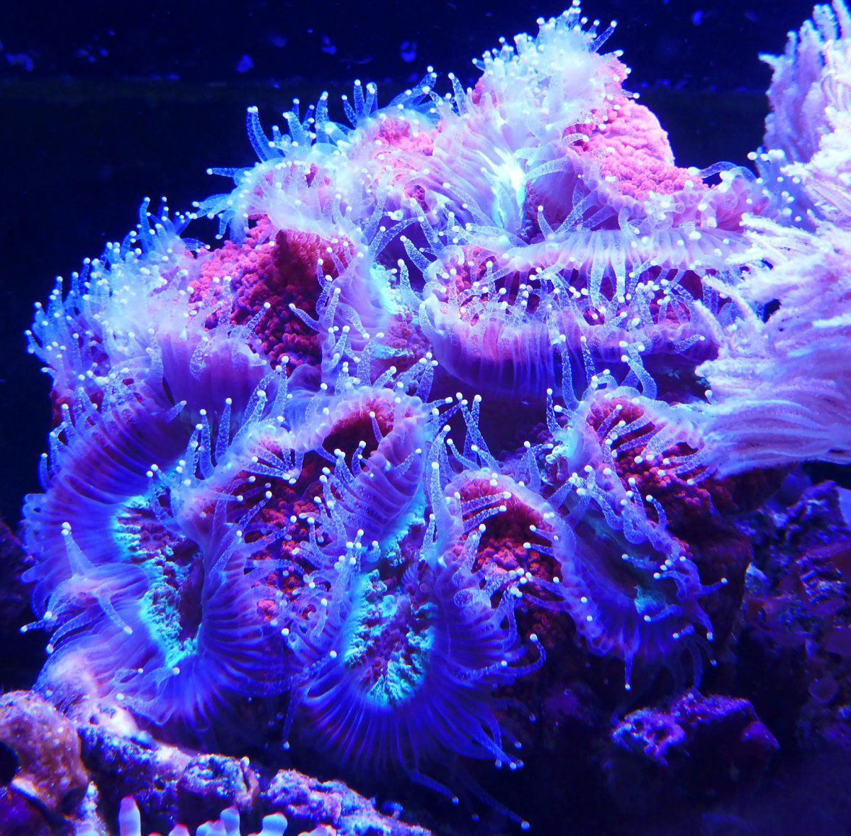 Corals 5.JPG