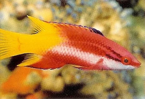 Cuban Hogfish.webp