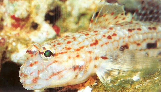 Decorated goby.jpg