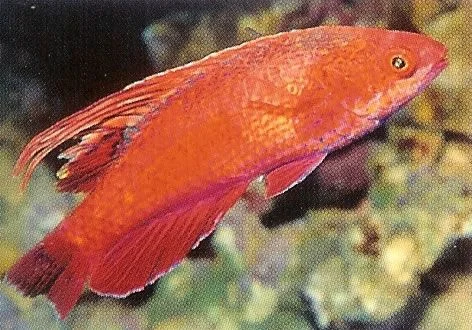 Dot and Dash Flasher Wrasse.webp