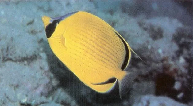 Dotted butterflyfish.webp