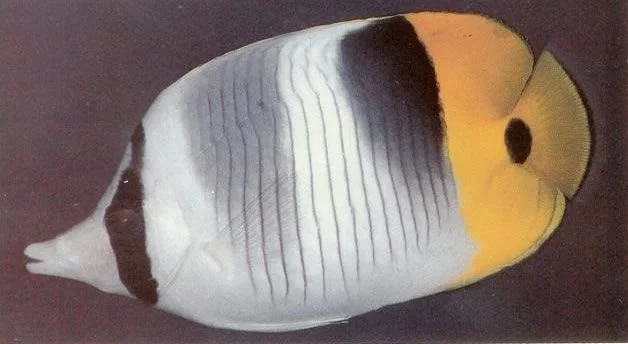 Doublesaddle butterflyfish.webp