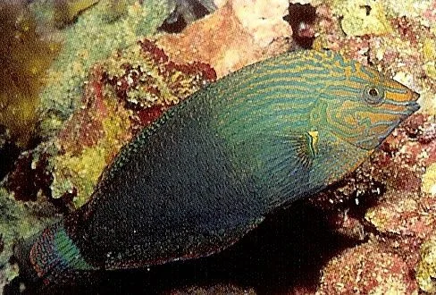 Dusky Wrasse.webp