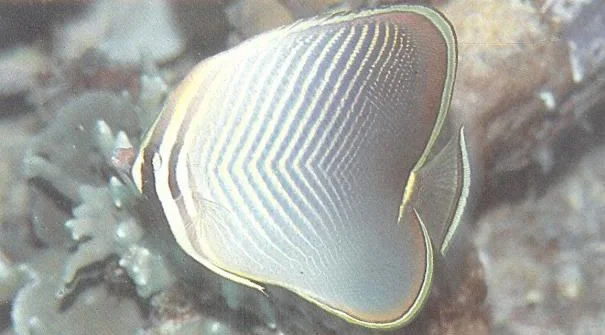 Eastern triangle butterflyfish.webp