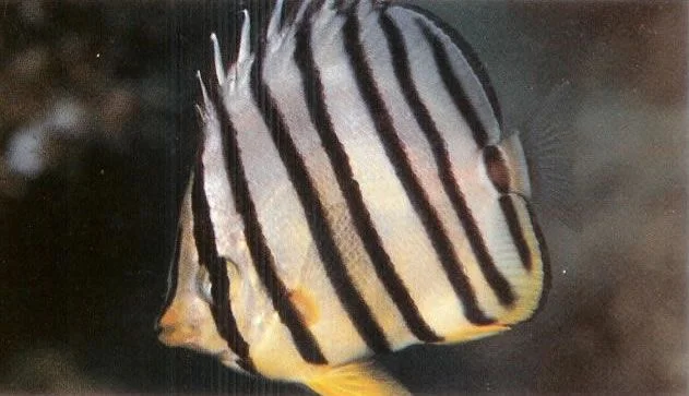 Eightbanded butterflyfish.webp