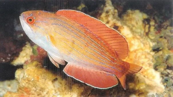 Eightline Flasher Wrasse.webp