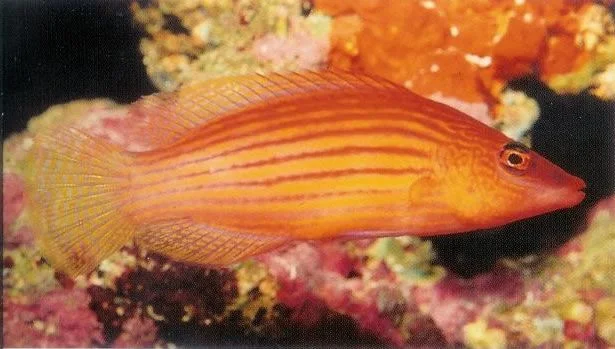 Eightline Wrasse.webp