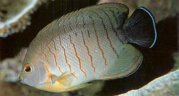 Elbls Angelfish.webp