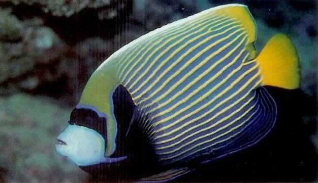 Emperor Angelfish.webp