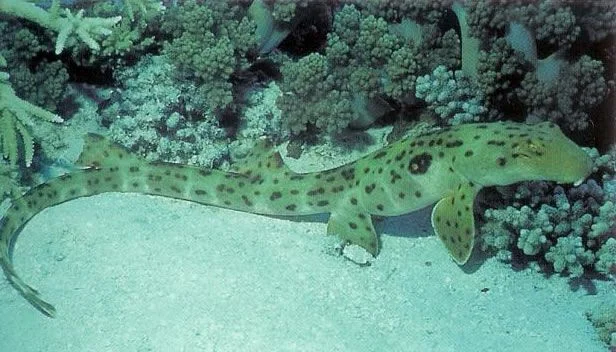 Epaulette shark.webp