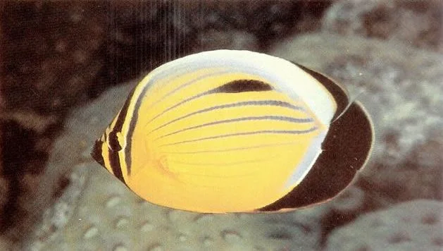 Exquisite butterflyfish.webp