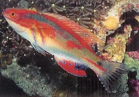 Exquisite Fairy Wrasse.webp