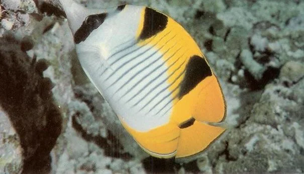 Falcula butterflyfish.webp