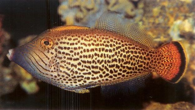 Fantail filefish.jpg