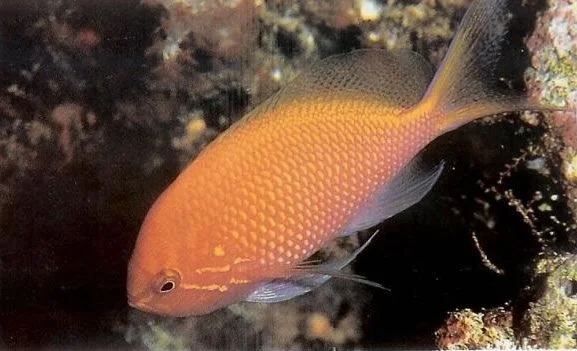 Fathead Anthias.webp