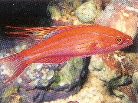 Filamented Flasher Wrasse.webp