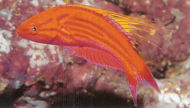 Filamented Flasher Wrasse.webp