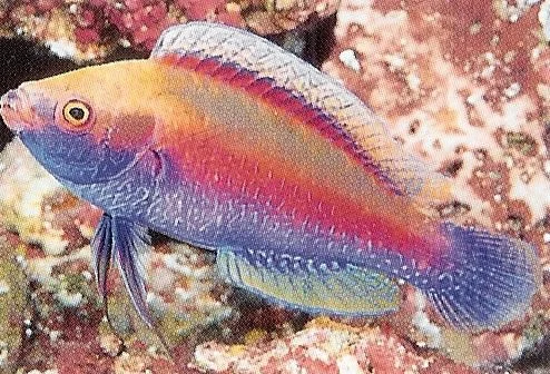 Finespotted Fairy Wrasse.webp