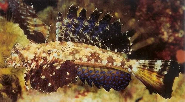 Finger dragonet.webp