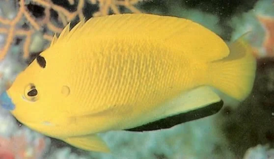 Flagfin Angelfish.webp