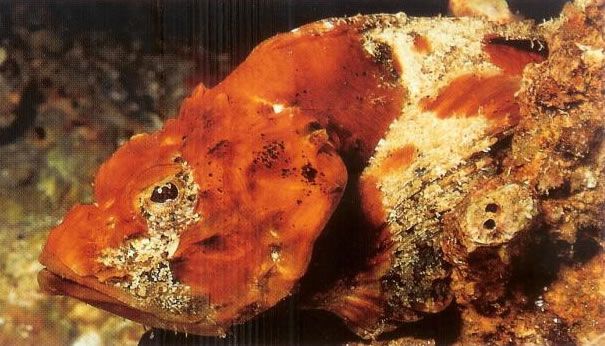Flasher Scorpionfish.jpg
