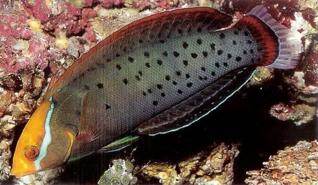 Formosa Coris Wrasse.webp