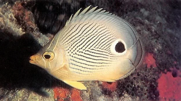 Foureye butterflyfish.webp