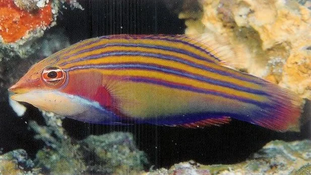 Fourline Wrasse.webp