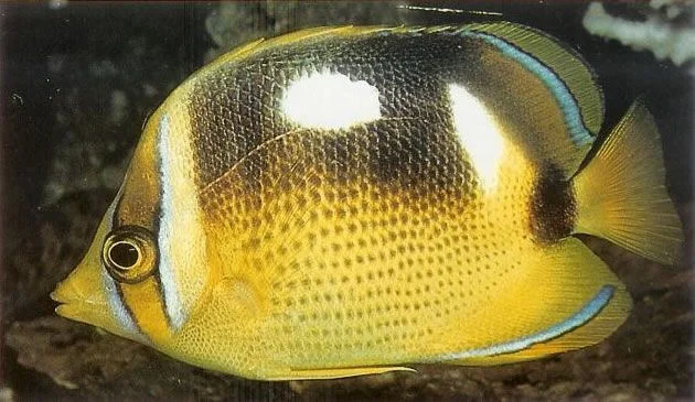 Fourspot butterflyfish.webp