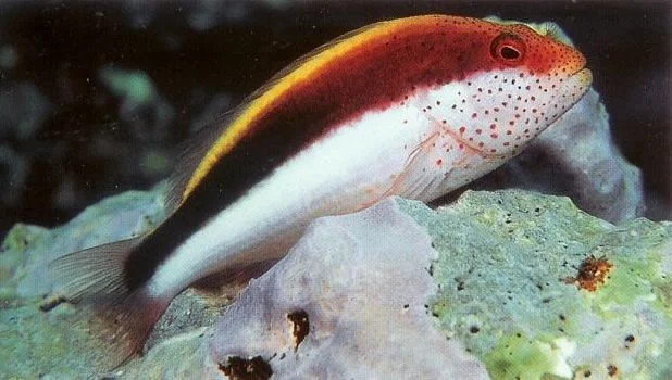 Freckled hawkfish.webp