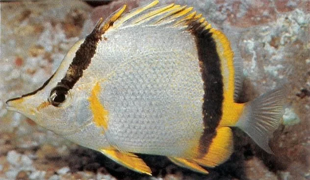 French butterflyfish.webp