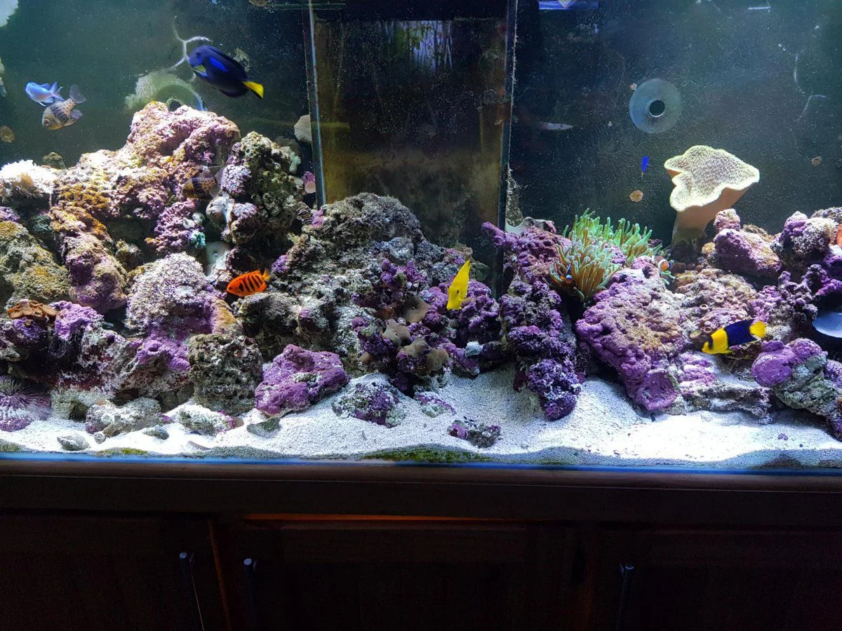 Full tank pic.webp