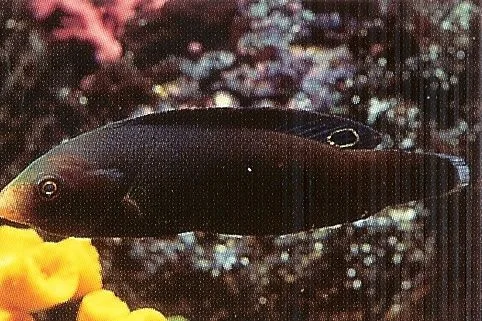 Geographic Wrasse.webp