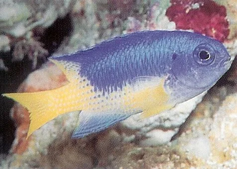 Goldbelly Damselfish.webp