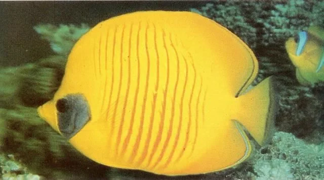 Golden butterflyfish.webp