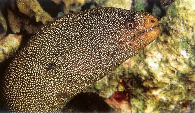 Goldentail moray.webp