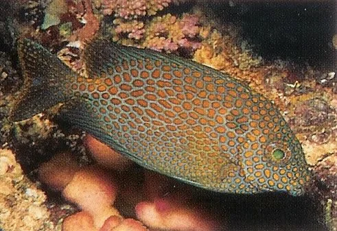 Goldspotted Rabbitfish.webp