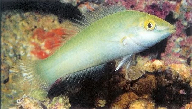 Green Wrasse.webp