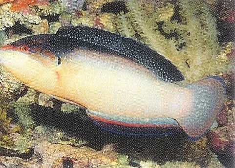 Half-Black Wrasse.webp