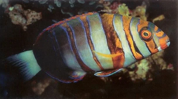 Harlequin Tuskfish.webp