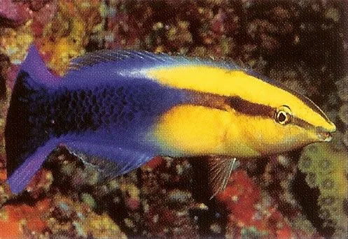 Hawaiian Cleaner Wrasse.webp